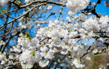 The best gardens in Cornwall