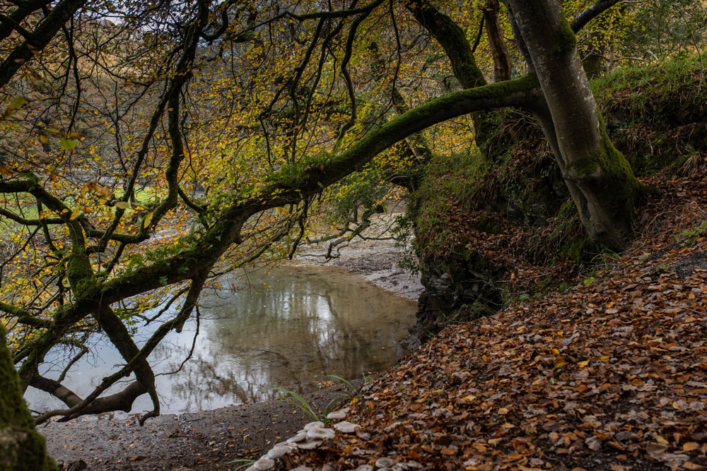 Kilminorth Woods