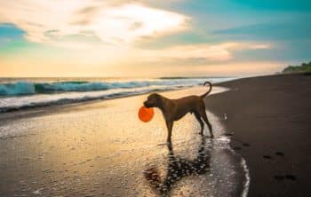 Dog on a beach at sunset