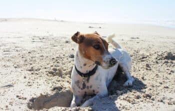 Dog on beach