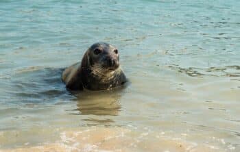 What wildlife can you see in Cornwall?