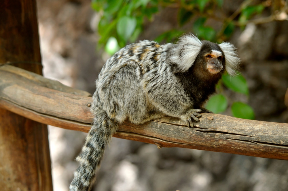 White Ear Marmoset on a branch