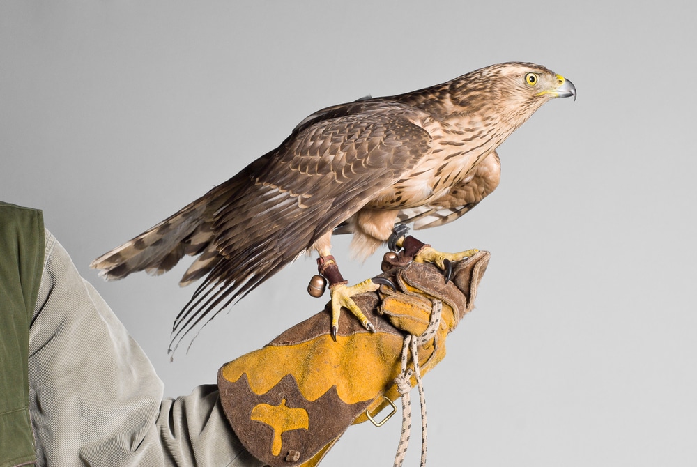 Brown hawk sitting on falconer's hand