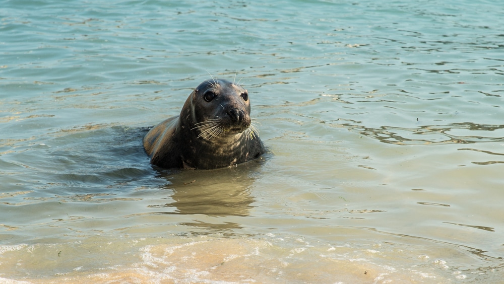 A seal in Cornwall