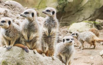 Meerkats at Newquay Zoo.