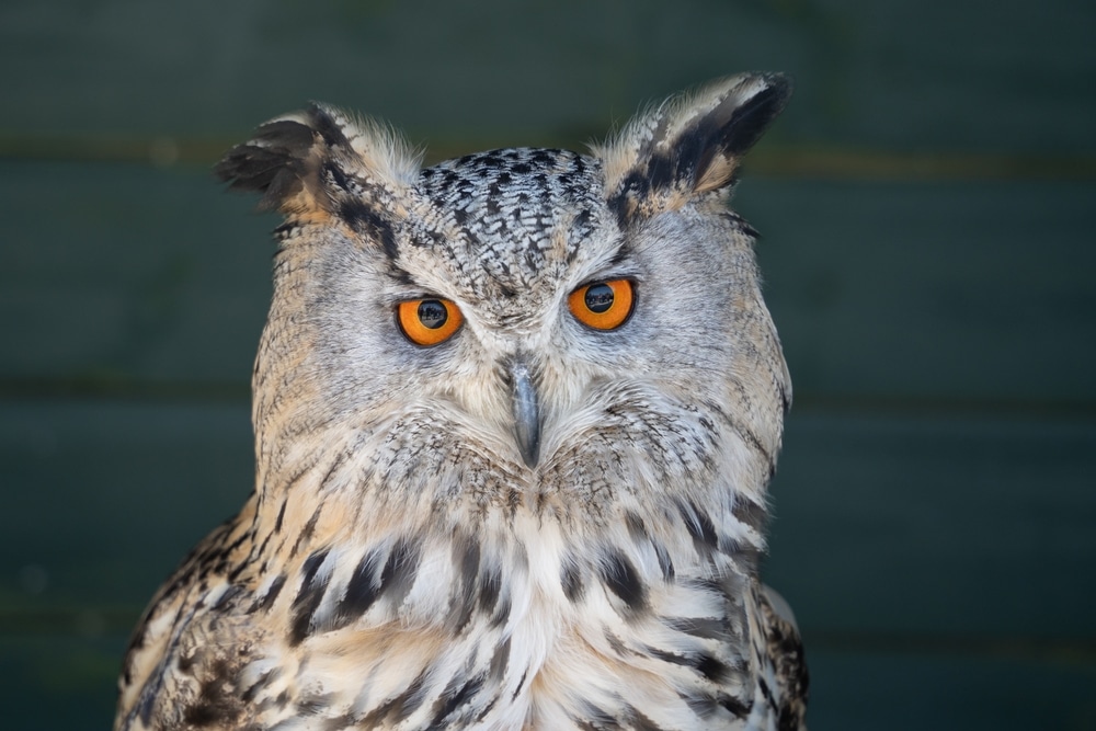 An owl at a sanctuary in Cornwall