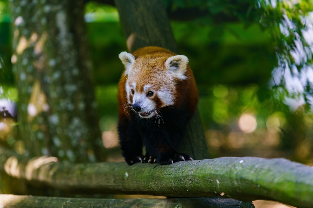 A red panda in a tree