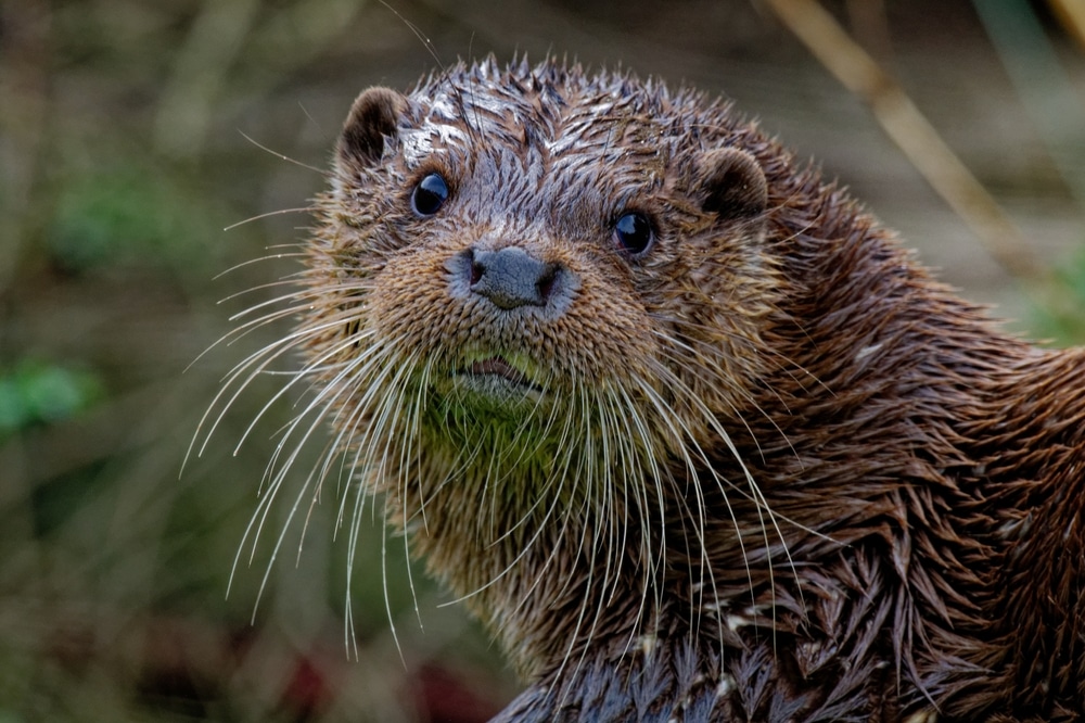 An otter in Hayle, Cornwall