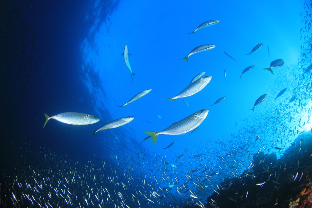 Mackerel swimming in the sea