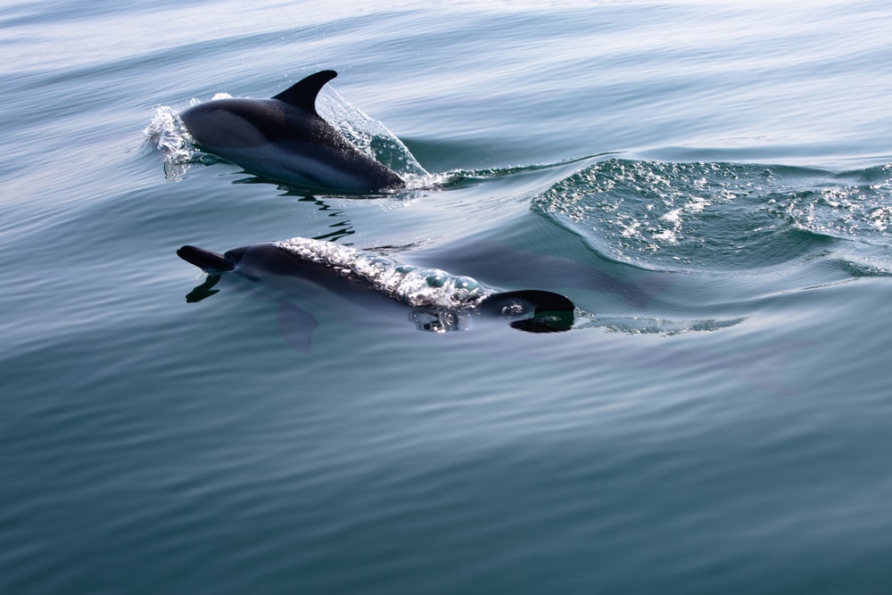 Pod of dolphins in Cornwall